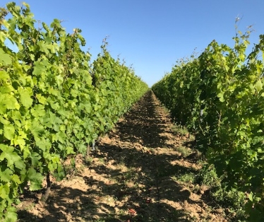 Vignoble Bonnin et l'environnement 1