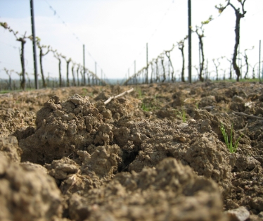 Vignoble Bonnin et l'environnement 3